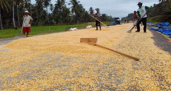 Petani Keluhkan Harga Jagung - JPNN.com