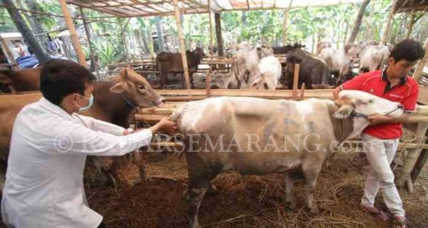 Jelang Iduladha, Harga Sapi Tembus Rp 25 Juta - JPNN.com