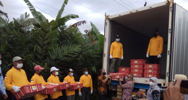 Salak Pondoh Yogyakarta Tembus Sampai Kamboja - JPNN.com