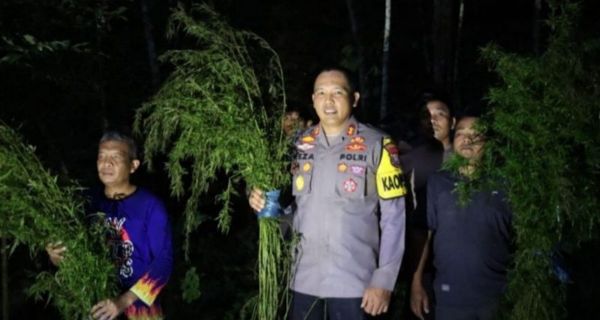 Polisi Buru Pemilik Ladang Ganja 5 Hektare di Madina - JPNN.com