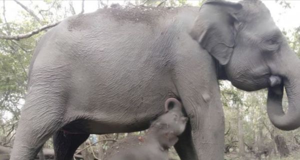 Seekor Anak Gajah Sumatra Lahir dalam Kondisi Sehat di Taman Nasional Way Kambas - JPNN.com