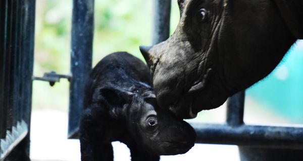 Ini Lho Bayi Badak Sumatra Seberat 25 Kg yang Lahir di Way Kambas - JPNN.com