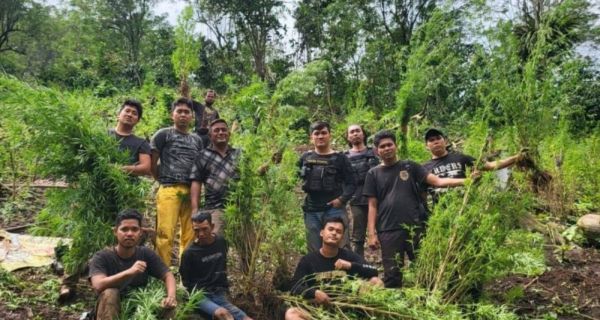 Terungkap Pemilik 2 Hektare Ladang Ganja di Empat Lawang Sumsel - JPNN.com