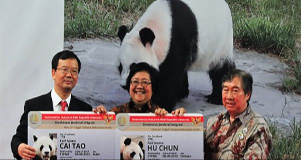 Tanda Persahabatan, Tiongkok Datangkan Panda ke Indonesia - JPNN.com