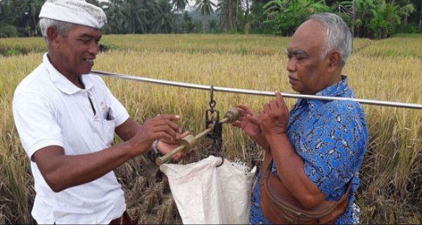 Jelang Tahun Baru, Petani di Bali Serentak Panen Padi - JPNN.com