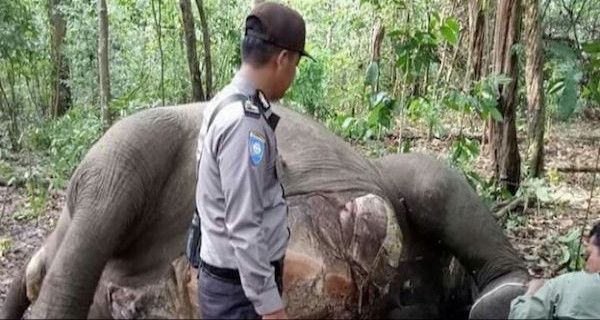 Polri Bantu TNWK Selidiki Kematian Gajah di Way Kambas - JPNN.com