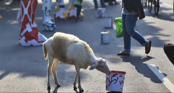 Masih Saja Ada Hewan Ternak Berkeliaran di Jalan - JPNN.com