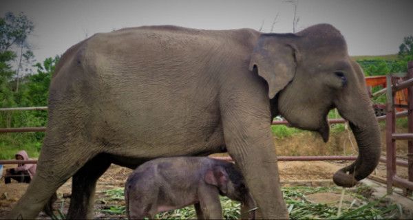 Jadi Obat Kesedihan, Seekor Gajah Sumatera Lahir di Barumun - JPNN.com