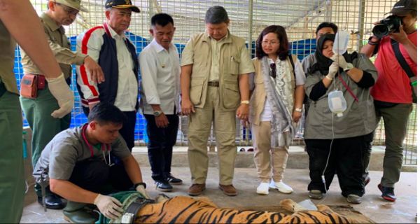 Returning Sumatran Tiger Bonita and Atan Bintang to Their Habitat - JPNN.com