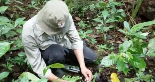 Tumbuhan Langka Banyak Tersebar di Danau Maninjau Agam, Potensi Wisata? - JPNN.com