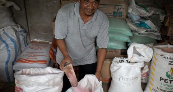 Sulteng Dapat Tambahan Pupuk Bersubsidi 9.507 Ton untuk Oktober-November - JPNN.com