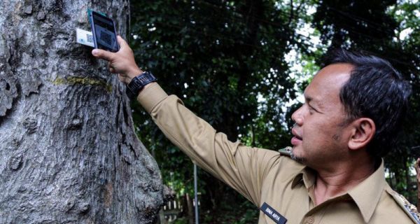 Bima Arya Ingatkan Warga Kota Bogor Kenali Ciri-ciri Pohon yang Rawan Tumbang - JPNN.com