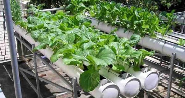 Pemkot Jaktim Sebut Langkah Kementan Bangun Urban Farming Dianggap Tepat - JPNN.com