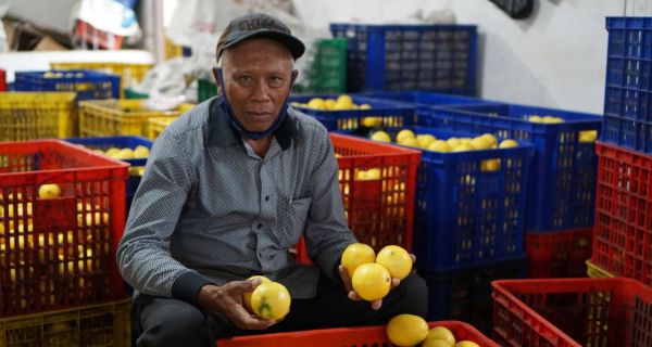 Kementan Fasilitasi Penjualan Lemon Petani ke Pasar Jabodetabek hingga Bali - JPNN.com