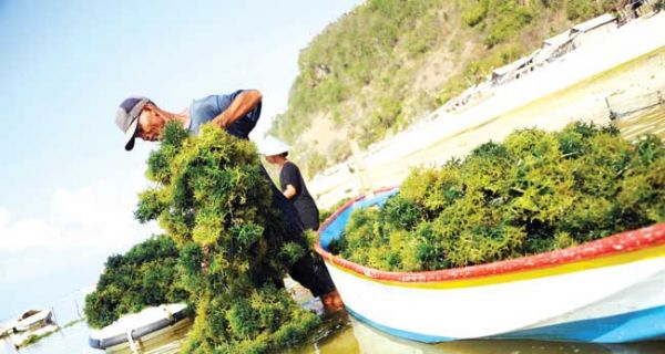 Kini Rumput Laut Dijadikan Dodol dan Kerupuk, Rasanya Itu Loh... - JPNN.com