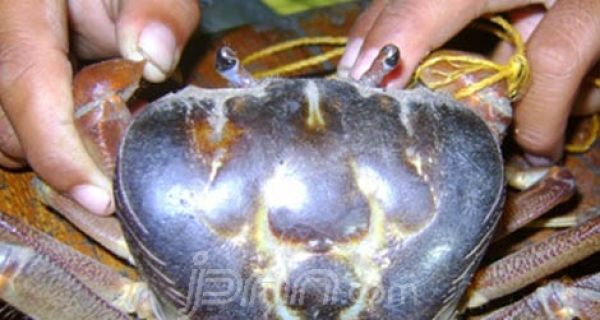 Heboh, Ada Kepiting Bertuliskan Allah - JPNN.com