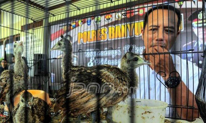 Polresta Banyuwangi Gagalkan Penyelundupan Anak Burung dan Reptil Dilindungi