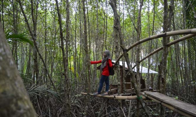 Miris, Pengelolaan Hutan Mangrove Ayah Banyumas Kisruh