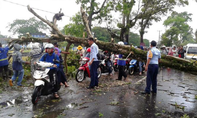 Diguyur Hujan Lebat, Sejumlah Pohon di Tasik Tumbang