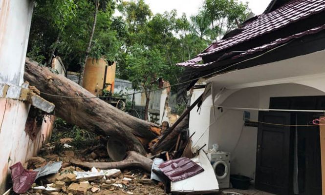 Tumbang, Pohon Besar Hantam Rumah KPN Sangatta