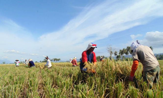 Alhamdulillah, Petani Limboto Musim Kali ini Panen Raya