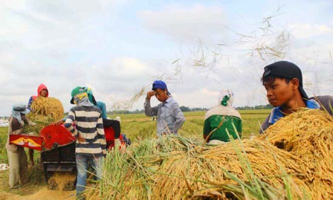 Panen Raya, Petani di Serang Akhirnya Bisa Bernafas Lega