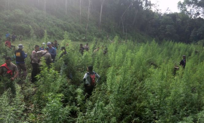 Petugas Dapati Ladang Ganja di Gunung Seulawah Agam