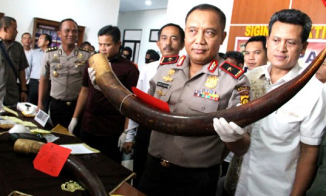 Polda Jambi Ringkus Sindikat Penjual Gading Gajah