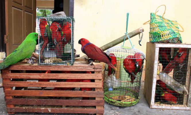 Petugas Gagalkan Penyelundupan Burung Nuri