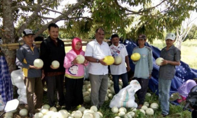 Petani Tanjung Harapan Panen Melon