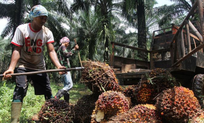 Pekerja Sawit dan Produksi CPO