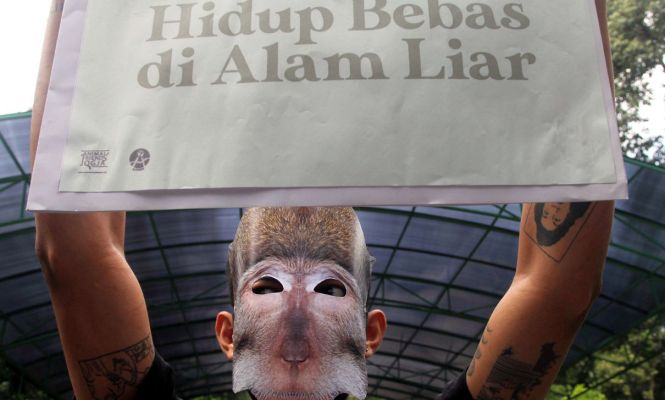 Aksi Menentang Perdagangan Monyet Ekor Panjang - JPNN.com