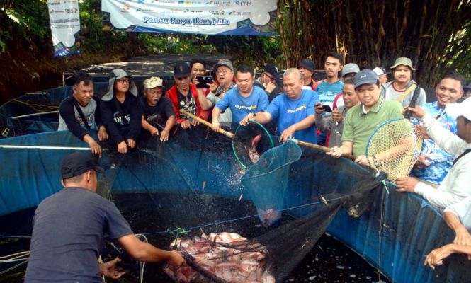 Panen Ikan Nila Jurnalis Mancing Indonesia