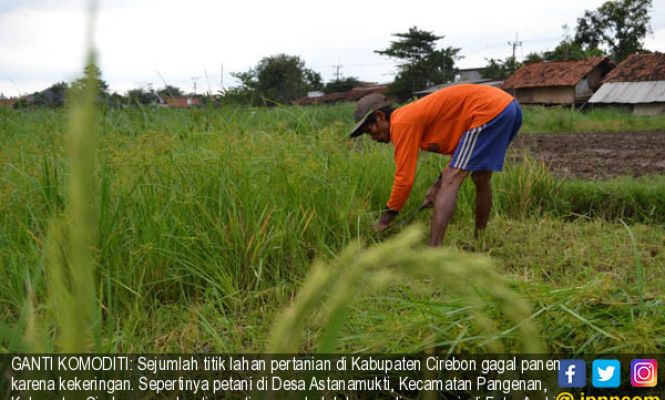 Petani Cirebon Gagal Panen