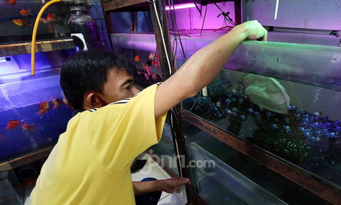 Omset Pedagang Ikan Hias Naik Selama Pandemi