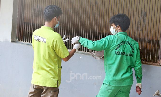 Harimau Sumatera di Ragunan Jalani Swab Test Covid-19