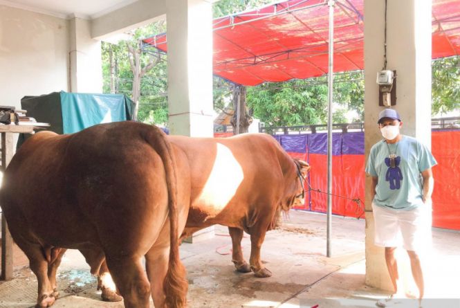 Dinas Pertanian Padang Memberlakukan Syarat Khusus terhadap Hewan Kurban